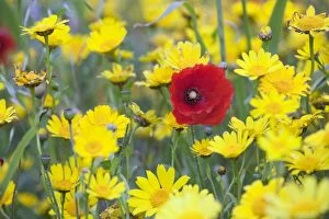 Images Dated 4th July 2007: Poppy - with Corn Marigolds (Chrysanthemum segetum) - summer - Cornwall - UK