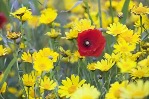 Marigolds Prints: Poppy - with Corn Marigolds (Chrysanthemum segetum) - summer - Cornwall - UK