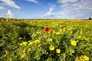 Poppy - in a field of Crown Daisy's (Chrysanthemum coronarium) - Mandria - Cyprus - April
