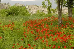 Luberon Prints: Poppy field - Luberon - Provence - France