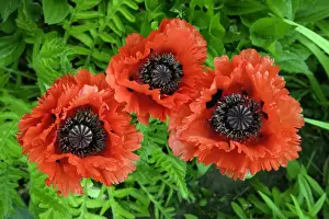 Poppy- garden hybrid, large flowering sort, Lower Saxony, Germany