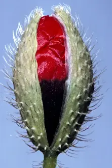 Weeds Prints: Poppy - opening