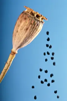 Falling Prints: Poppy - shedding seeds