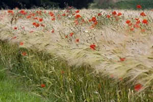 Images Dated 27th June 2009: Poppys - in cereals