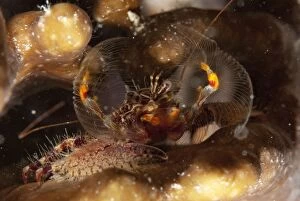 Porcelain Crab fanning for food on night dive