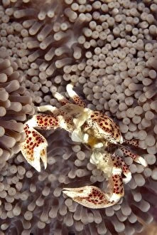 Porcelain Crab filtering for food on Sea Anemone