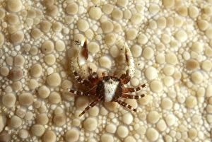 Porcelain Crab on Sea Urchin Aer Bajo dive site