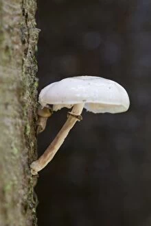 Images Dated 6th October 2012: Porcelain Fungus / Beech Tuft / Poached Egg Fungus