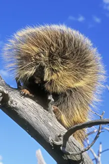 Porcupine Prints: Porcpupine North America