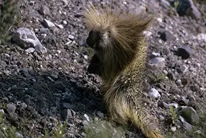 Porcupine Prints: Porcupine