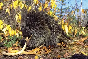 Biting Prints: Porcupine - chewing on old deer antler