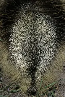 Porcupine Prints: Porcupine - in defensive posture
