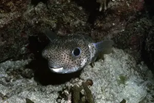 Porcupine Fish