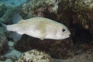 Images Dated 11th November 2011: Porcupine Fish (Diodon hystrix), Bonaire