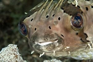 Images Dated 8th February 2009: Porcupine Fish - eating Coral - Indonesia