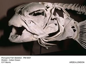 Porcupine Fish Skeleton