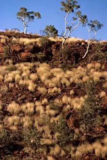 Gums Prints: Porcupine Grass and Ghost Gums - Finke Gorge National Park
