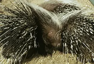 Spikes Prints: Porcupine JLM 1453 Hystrix cristata © J. L. Mason / ARDEA LONDON
