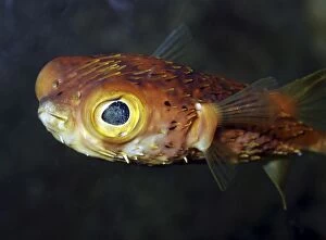 Images Dated 26th April 2011: Porcupinefish