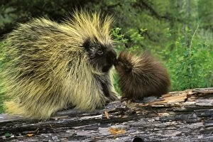 Images Dated 7th February 2011: Porcupines TOM 594 Mother with young - Montana, USA Erethizon dorsatum © Tom & Pat Leeson / ardea