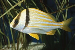 Images Dated 11th February 2005: Porkfish Grunt