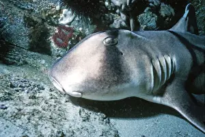 Port Jackson / Horned Shark - A shell eater, considered harmless to humans. Virtually a living fossil. Sydney Harbour. Australia PJA-002