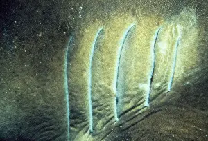 Port Jackson Shark - showing gills Australia