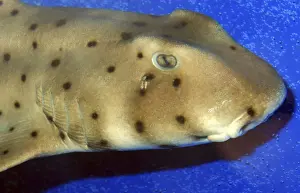 Port Jackson Shark, western Pacific and south Australian waters
