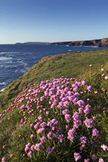 Thrift Prints: Porthcothan - Cornwall - UK