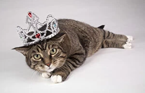 Portrait Of Adult Tabby Cat With Tiara On