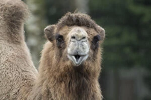 Portrait of a Bactrian Camel