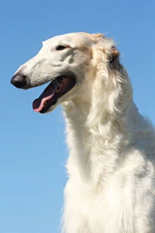 Images Dated 19th August 2020: Portrait of a Borzoi dog against blue sky