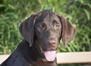 Images Dated 15th August 2012: Portrait of a Chocolate Labrador Retriever