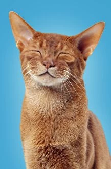 Portrait of Cute Sorrel Abyssinian cat smiling