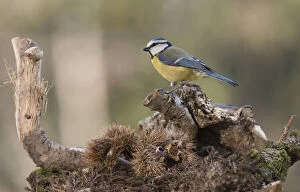 Portrait of Eurasian blue tit, (Cyanistes caeruleus) searching food in the underbrush, Liguria, Italy Date: 02-Apr-20