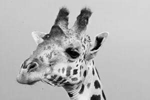 Camelopardalis Gallery: Portrait of a giraffe, Giraffa camelopardalis, Tsavo, Kenya