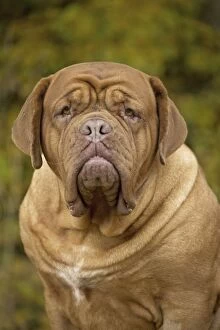 Portrait of a grumpy Dogue de Bordeaux Dog
