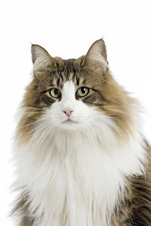 Portrait of a Norwegian Forest Cat looking at the camera