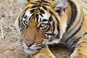 <b class=qtipBold><figcaption>Portrait of Royal Bengal Tiger</figcaption></b><br>JR-1066 Portrait of Royal Bengal Tiger Ranthambhor National Park, India. Panthera tigris Jagdeep Rajput Please note that prints are for personal display purposes only and may not be reproduced in any way.<br><em>© Jagdeep Rajput/ardea.com</em> Portrait of Royal Bengal Tiger