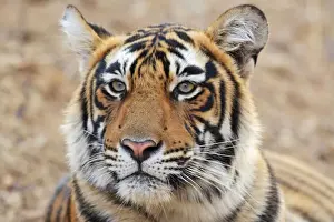 Bagh Prints: Portrait of Royal Bengal Tiger, Ranthambhor National Park, India
