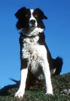 Images Dated 14th February 2008: Portrait of sheepdog border collie Cotswolds UK