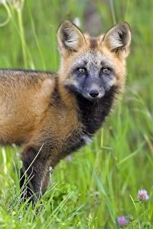 Images Dated 26th July 2007: Portrait of a young Red Fox in summer meadow