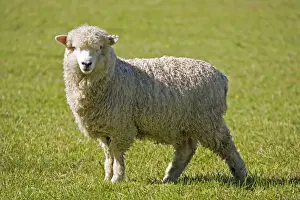 Zealand Prints: Portraitunshorn Merino sheep. Mackenzie Country South Island New Zealand