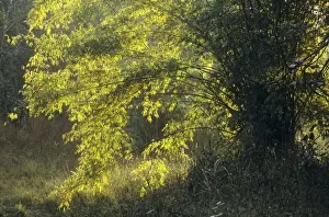 Portriat of a Bamboo tree, Bandhavgarh National Park, India