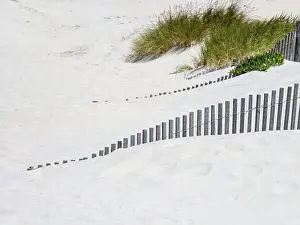 Tourist Prints: Portugal, Costa Nova. Beach grass