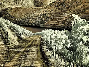 Portugal Collection: Portugal, Douro Valley. Backcountry road through the vineyards Date: 07-07-2019