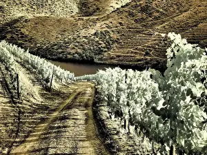 Tourist Prints: Portugal, Douro Valley. Backcountry road through the vineyards Date: 07-07-2019