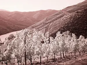 Tourist Prints: Portugal, Douro Valley. Vineyards draping the hills Date: 07-07-2019