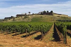 Portugal, Estremoz. Vineyards in the Alentejo