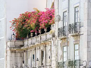 Tourist Prints: Portugal, Lisbon. Colorful Bougainvillea trailing over balcony of white building